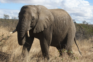 Find Tourism businesses in South Africa